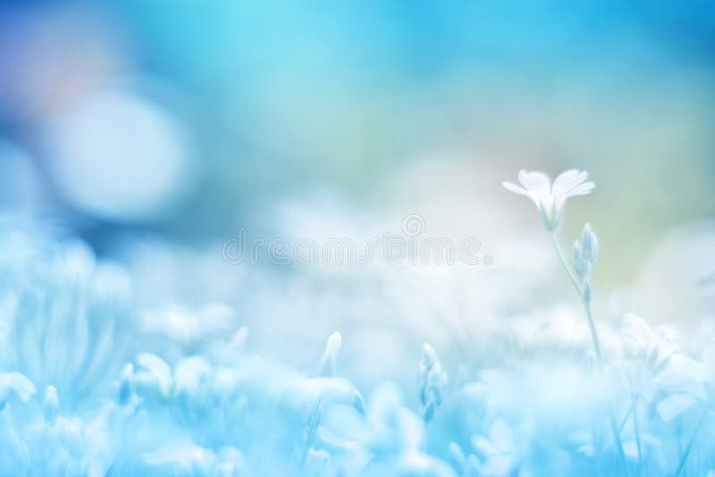 Delicate little white flower on a beautiful background with a gentle tone. Floral background colorful.