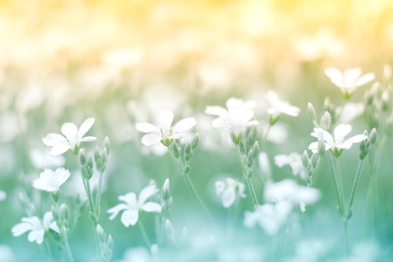 Delicate little white flower on a beautiful background with a gentle tone. Floral background colorful