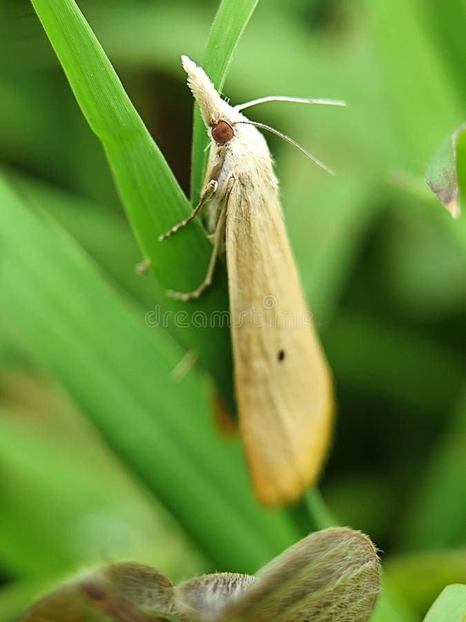 Delicate moth on a green leaf, close-up, showcasing its subtle patterns