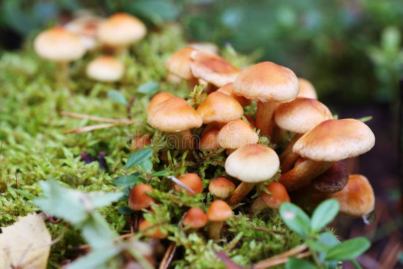 Delicate mushrooms in the forest