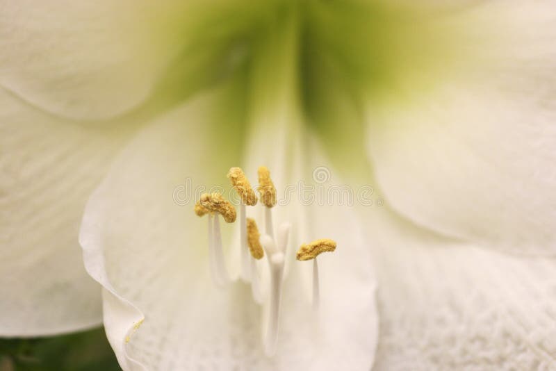 Delicate patterns of petals and polen structures in a macro photography of a white lily flower royalty free stock photos