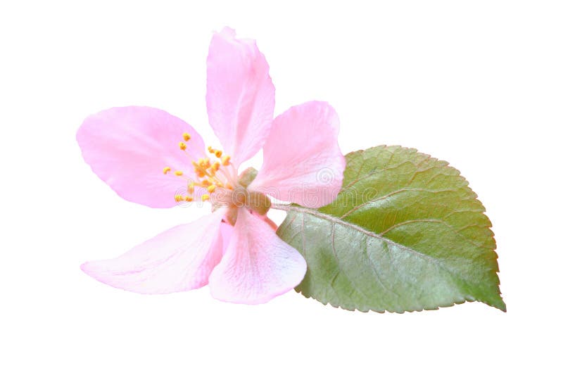 Delicate Pink Apple Flower with Green Leaf on a White Background, Close
