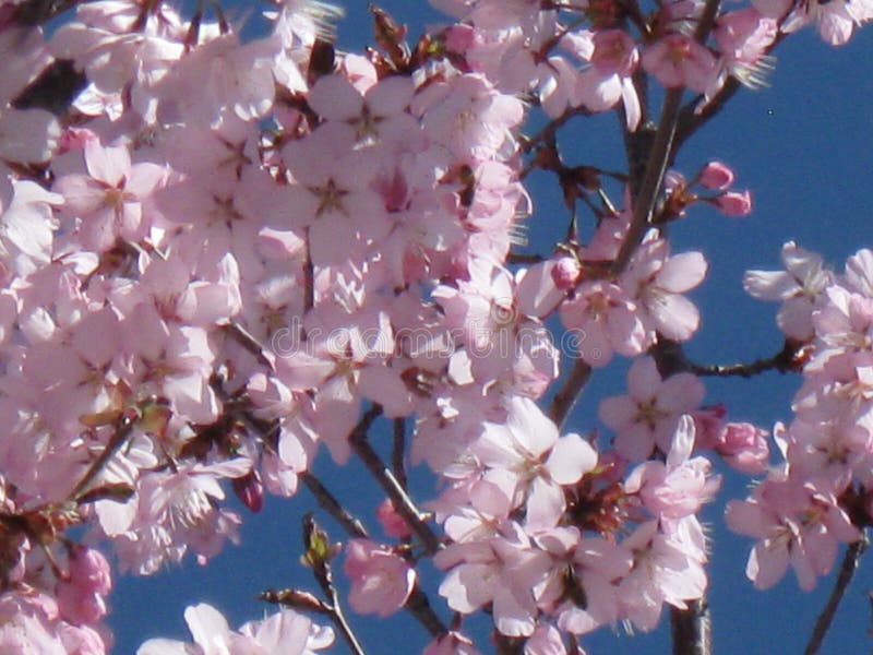 Delicate pink cherry blossoms stock images Delicate pink cherry blossoms stock images