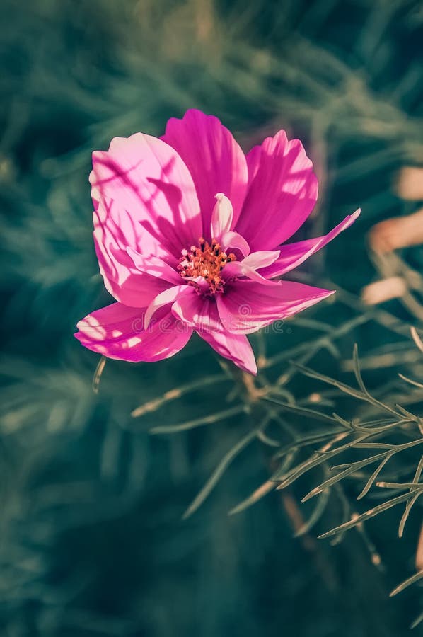 Delicate pink cosme daisy flower on a beautiful background. Copy space