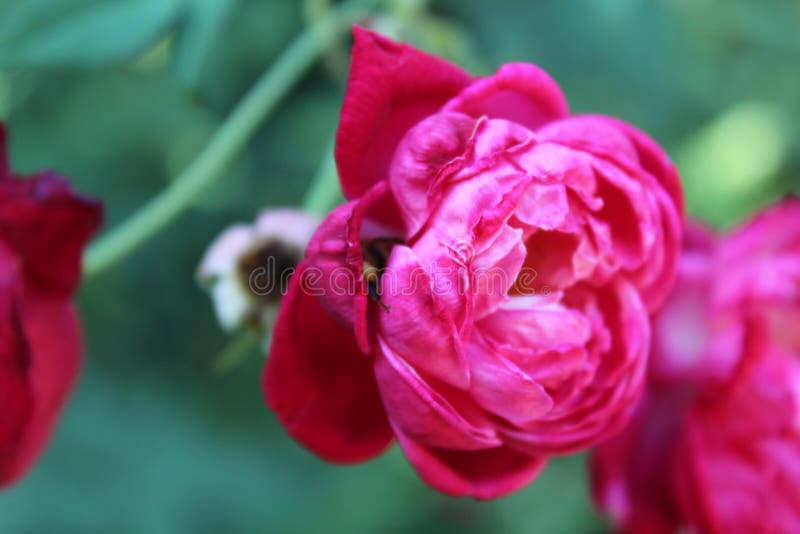 Delicate pink flower stock image. Image of delicate, tower 85457007