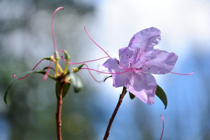 Delicate pink flower stock image. Image of gentle, delicacy 90782031