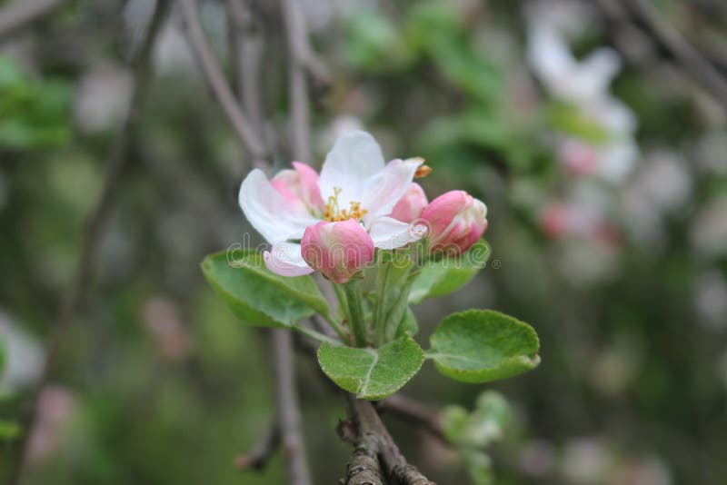 Delicate pink flowers bloomed on an apple tree in spring. royalty free stock photos