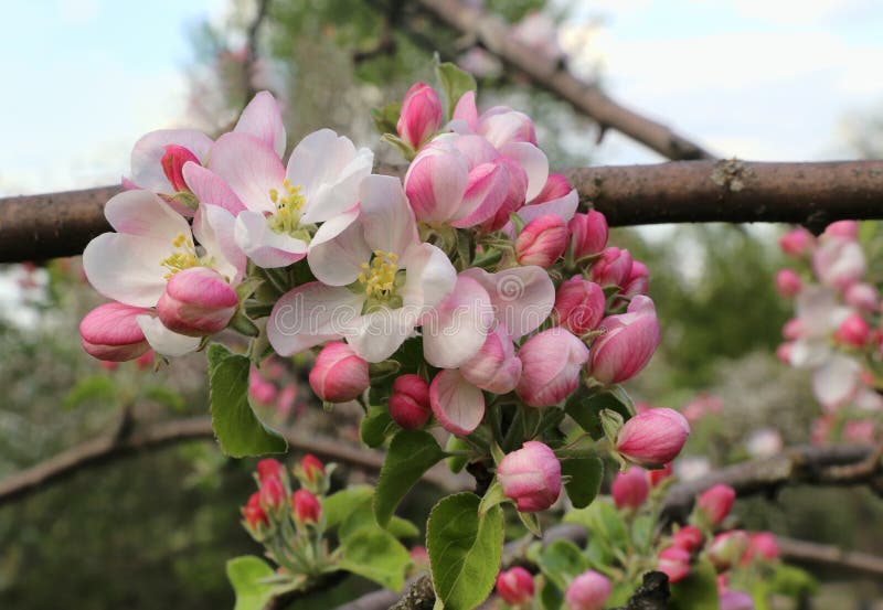 Delicate Pink Flowers of a Spring Apple Tree Stock Image Image of