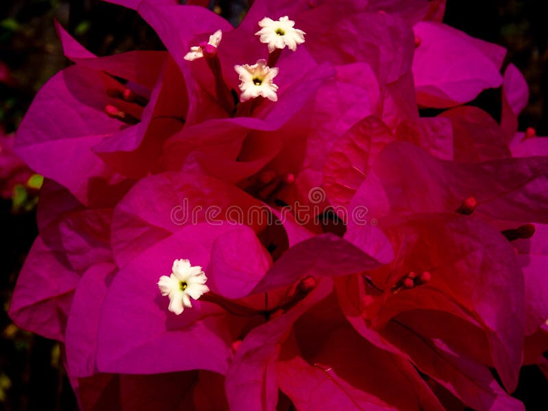 Beautiful Bright Pink Flowers Sprawled Stock Photo Image of intense