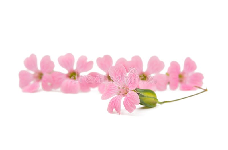 Delicate pink flowers stock image. Image of bloom, decoration 55382037