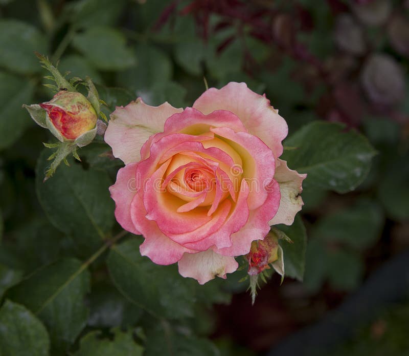 The Delicate Pink Rose Head Stock Photo - Image of bouquet, botanical ...