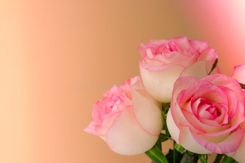 282 Pastel Aesthetic Roses Pink Background Stock Photos - Free