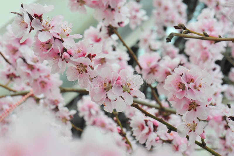 Delicate Pink Spring Flowers Stock Photo Image of flora, flowers