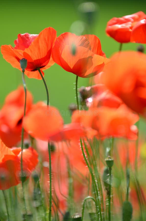 Delicate poppy seed flowers on a field