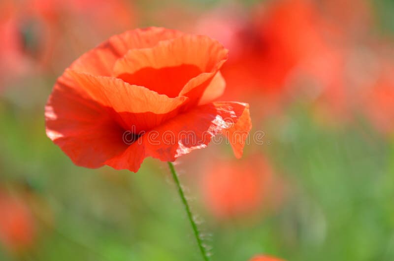 Delicate Poppy Seed Flowers on a Field Stock Photo Image of leaf