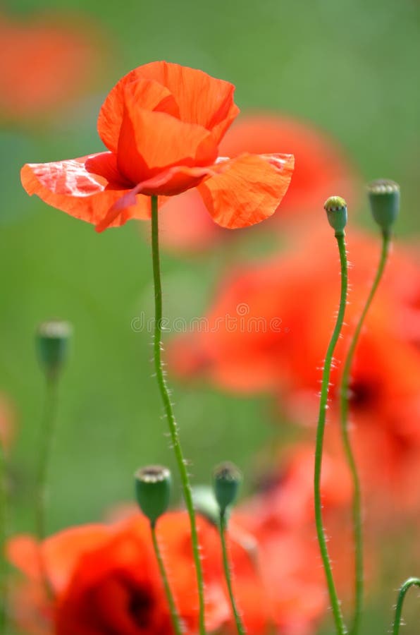 Delicate poppy seed flowers on a field