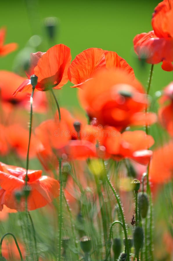 Delicate poppy seed flowers on a field