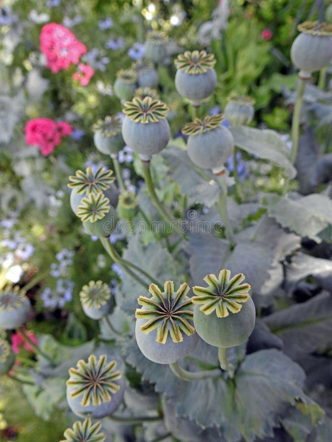 Delicate poppy seed pod heads summer ornage blooming blooms flowers plants summer garden