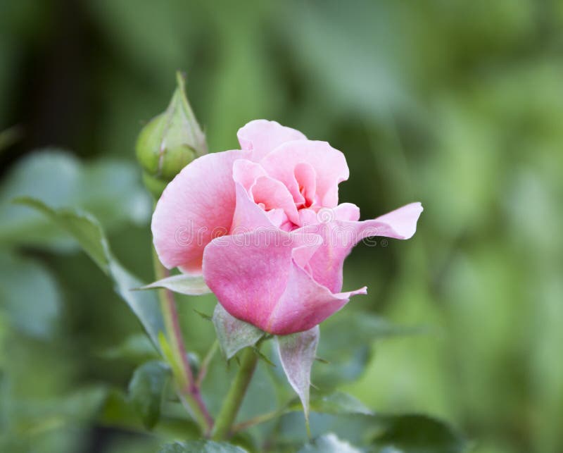 Delicate Rose, Bud Blooms in the Garden Stock Image Image of