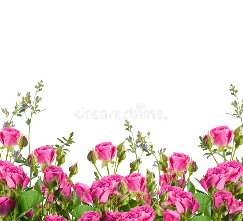 Bouquet of delicate roses, floral background