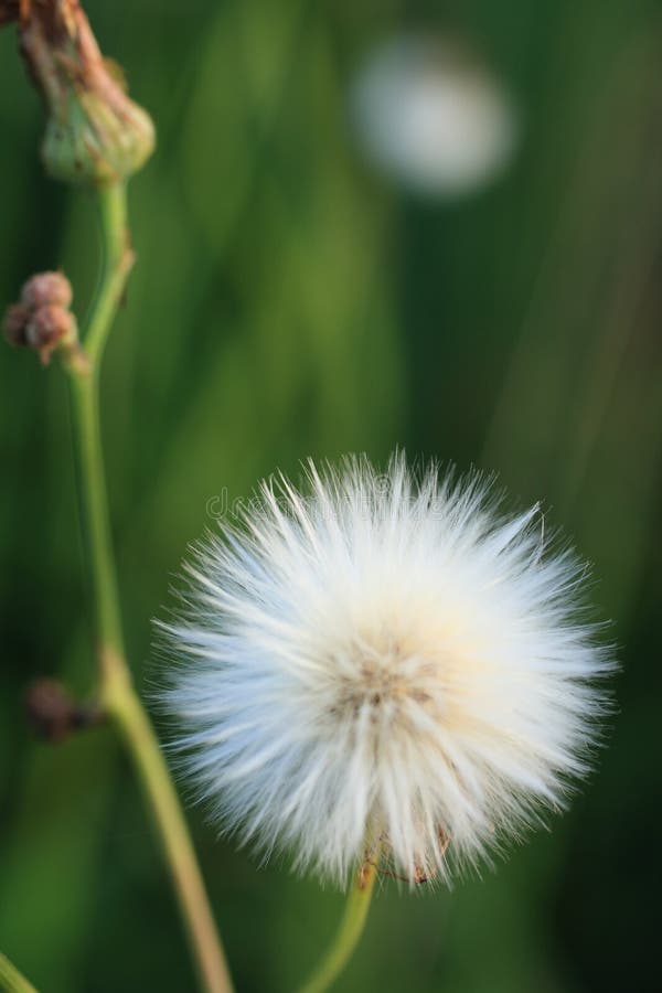 Delicate Seeds