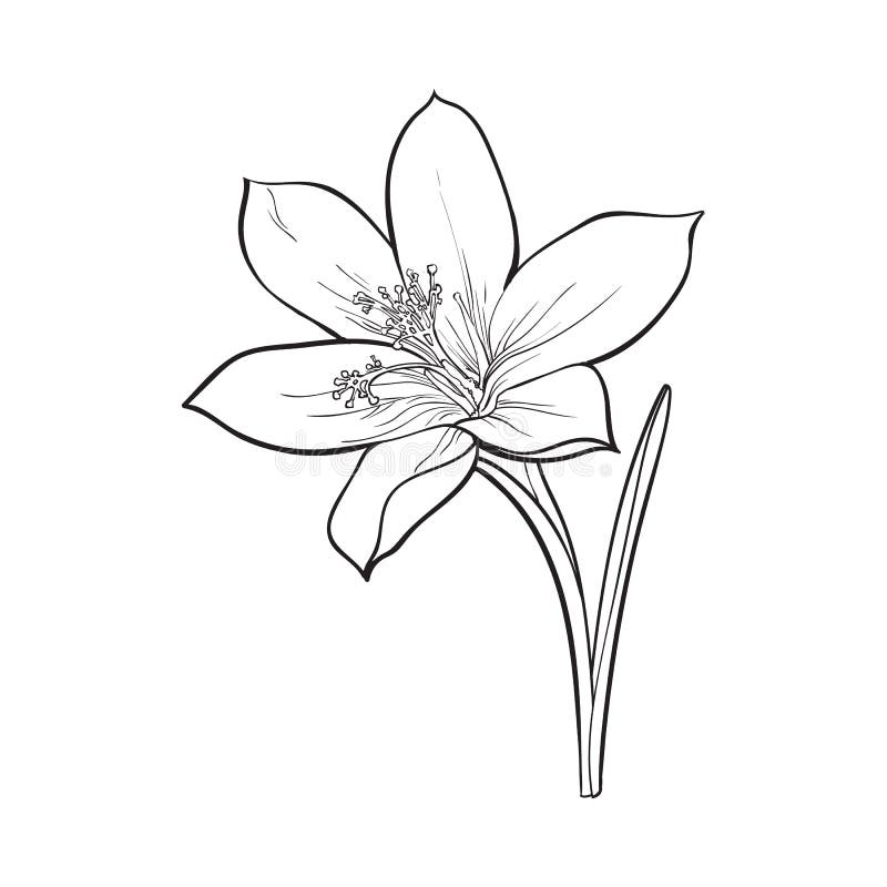 Delicate Single Crocus Spring Flower With Stem And Leaf Delicate Single Crocus Spring Flower With Stem And Leaf