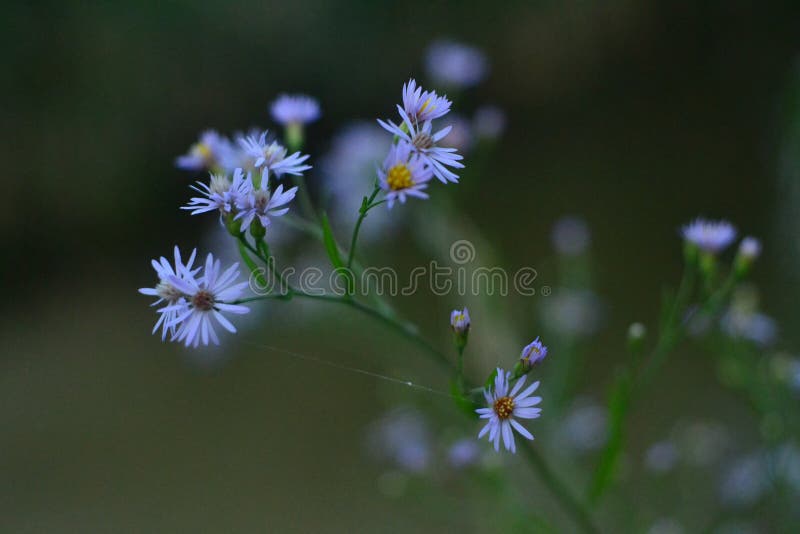 Delicate Small Light Blue Flowers with Yellow Center Stock Photo