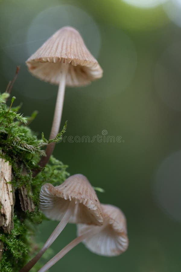 Delicate Small Mushrooms with Lamellae Grow Sideways on a Dead Tree