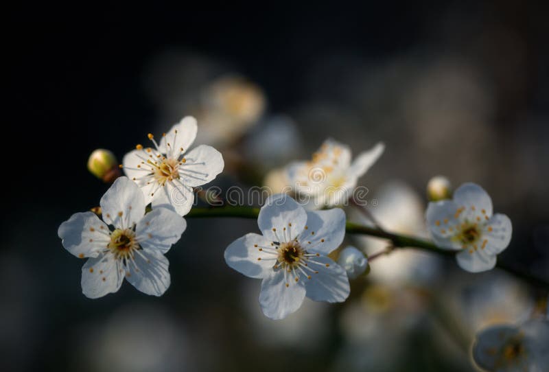 Delicate Spring Flowers on Tree Branches Stock Image Image of