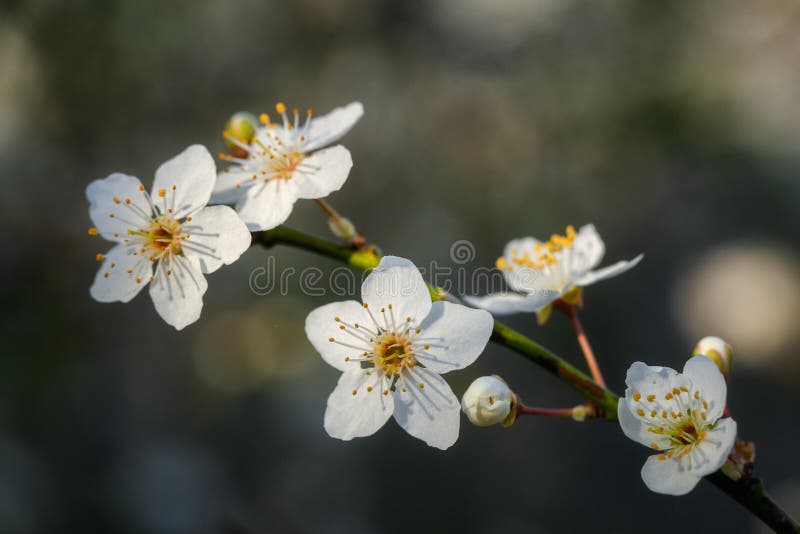 Delicate Spring Flowers on Tree Branches Stock Photo Image of focus