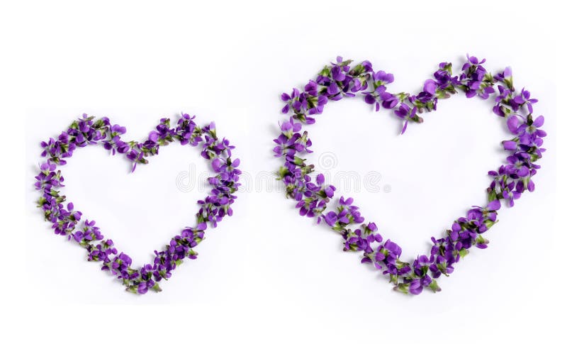 Delicate spring violets in the shape of a heart on a white background close up stock photography Delicate spring violets in the shape of a heart on a white background close up stock photography