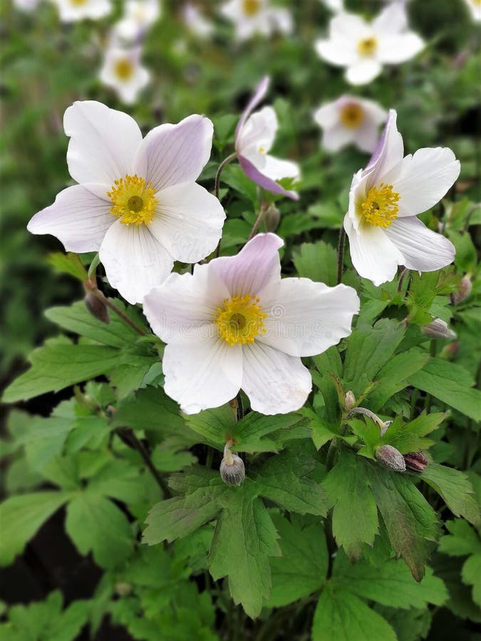 Delicate white anemone flowers, variety Wild Swan