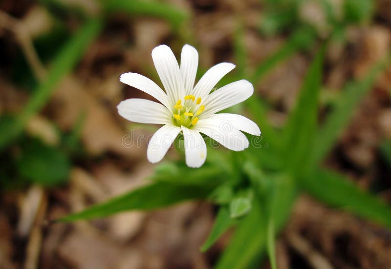Delicate white flower stock image. Image of flora, fresh 84551973