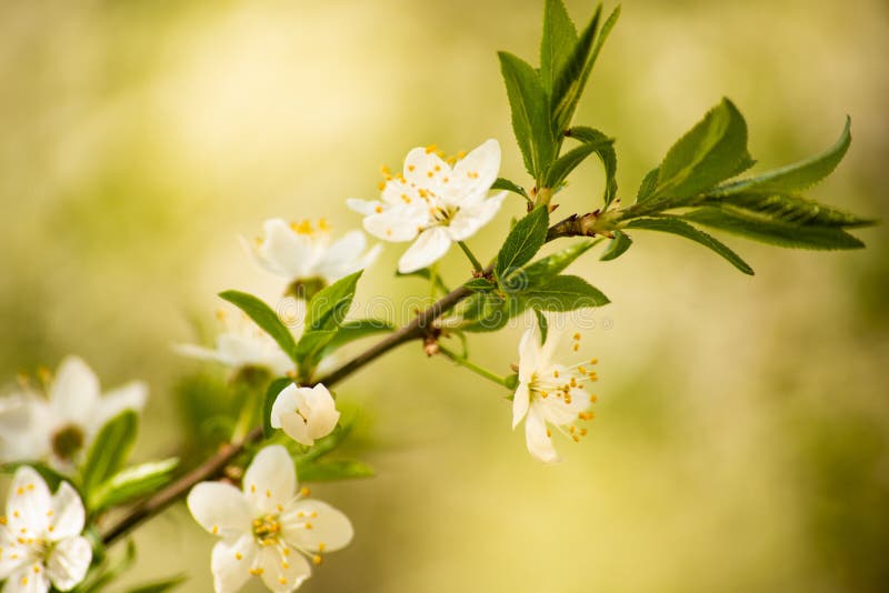 Delicate White Flowers on the Tree on Blue Background Stock Photo