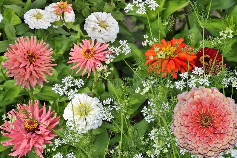 Delicate White And Pink Or Salmon Colored Zinnia Flowers On Flowerbed Stock Image Image Of