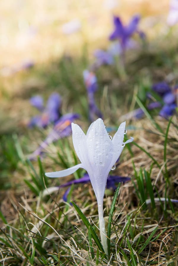 Delicati fiori di croco primaverile nel prato Fiori di zafferano bianco tra fiori di lilla fiore albino fotografia stock libera da diritti Delicati fiori di croco primaverile nel prato Fiori di zafferano bianco tra fiori di lilla fiore albino fotografia stock libera da diritti