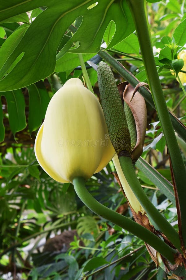 Deliciosa de Monstera fotografia de stock royalty free Deliciosa de Monstera fotografia de stock royalty free