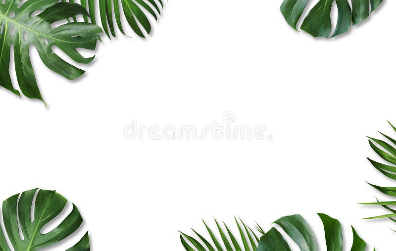 Deliciosa Monstera και κίτρινα τροπικά φύλλα φοινικών που απομονώνονται στοκ φωτογραφία με δικαίωμα ελεύθερης χρήσης Deliciosa Monstera και κίτρινα τροπικά φύλλα φοινικών που απομονώνονται στοκ φωτογραφία με δικαίωμα ελεύθερης χρήσης