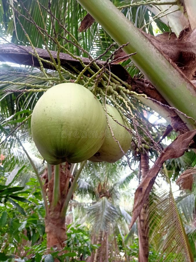 Delicioso coco foto de archivo