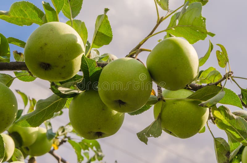 Delicious autumn green apples on the tree royalty free stock photography
