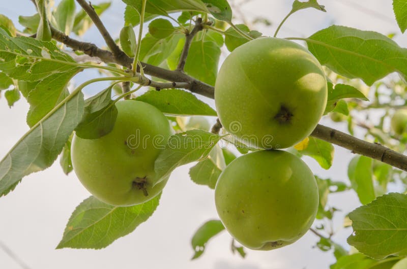 Delicious autumn green apples on the tree royalty free stock images