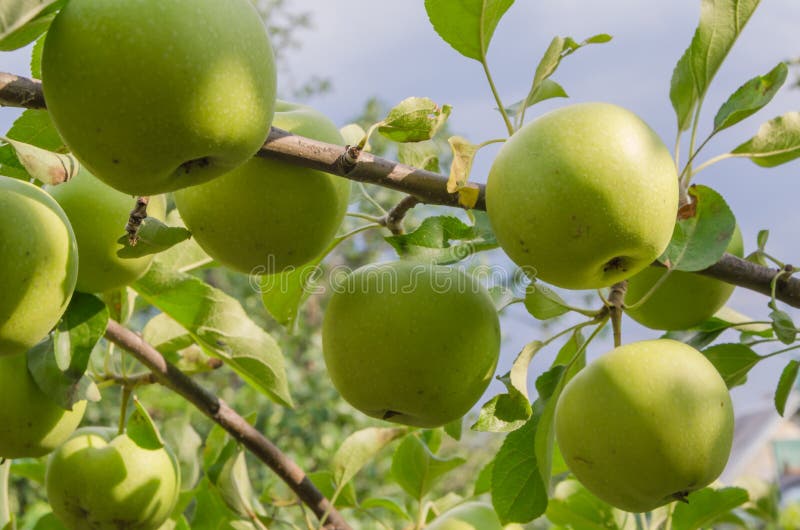 Delicious autumn green apples on the tree royalty free stock photos