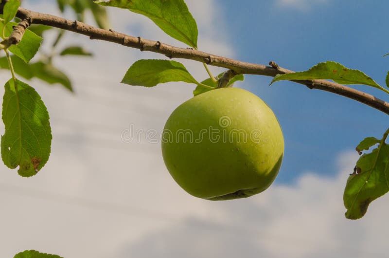 Delicious autumn green apples on the tree royalty free stock images