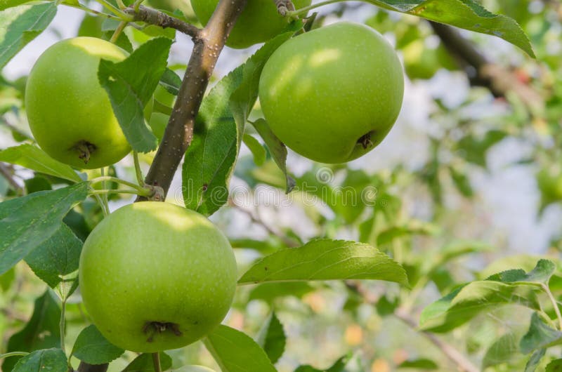 Delicious autumn green apples on the tree stock photos