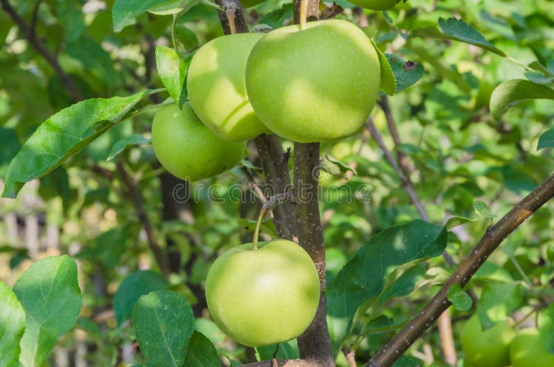 Delicious autumn green apples on the tree royalty free stock photos