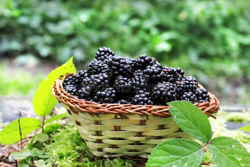 Delicious Blackberry Fruits Stock Photo Image of eating, organic