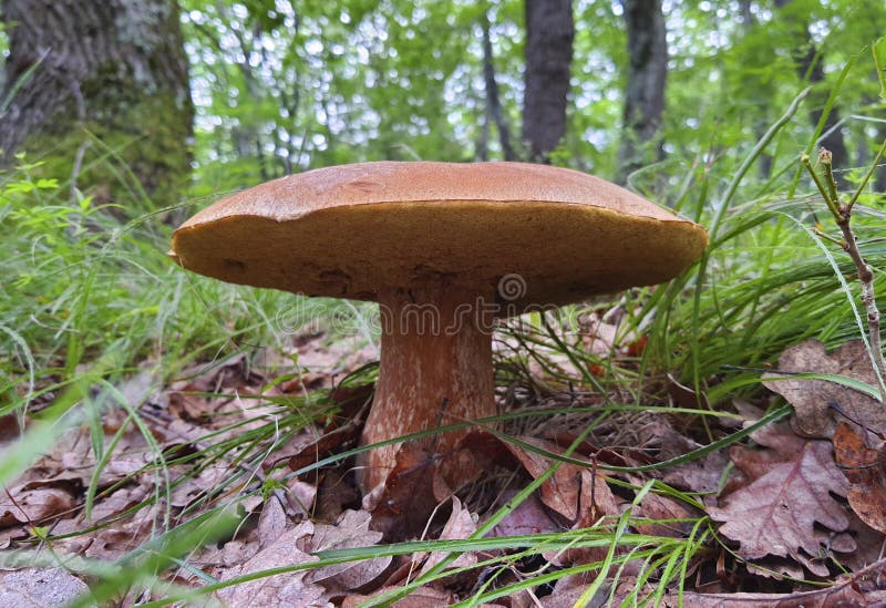 Freshly,raw Boletus edulis porcini mushrooms growing from the ground in an isolated wild mountain forest. Freshly,raw Boletus edulis porcini mushrooms growing from the ground in an isolated wild mountain forest.