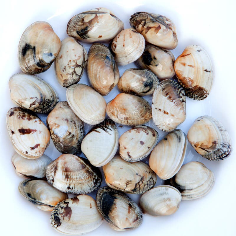 Delicious Clams Prepared for Cooking Stock Image Image of nature