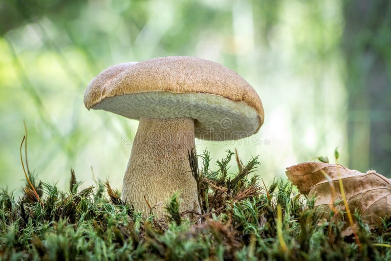 Delicious edible mushroom Boletus reticulatus commonly known as summer cep