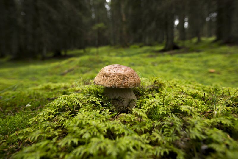 Delicious edible Porcini mushroom in natural habitat in autumn mountain forest. Delicious edible Porcini mushroom in natural habitat in autumn mountain forest.